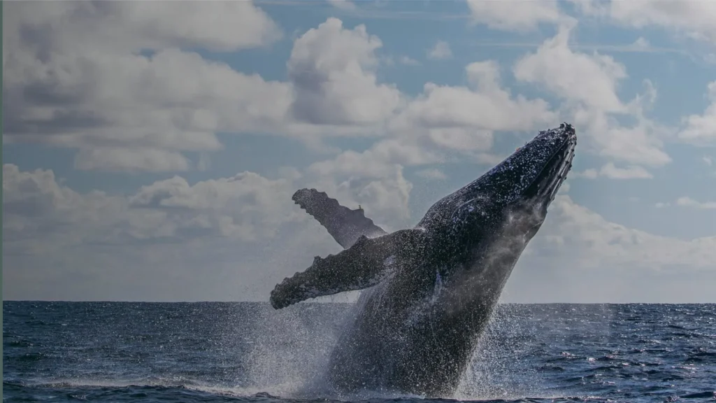Whale Watching